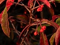 Photinia davidiana IMG_6406 Głogownik